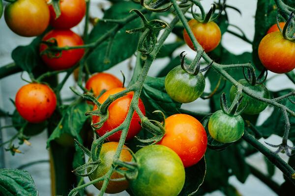 Community gardens fight food insecurity close to home Illinois